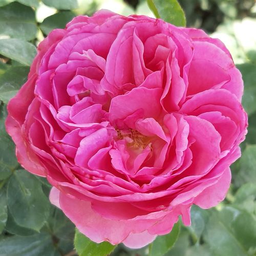 Rozenstruik - Webwinkel - Rosa Renée Van Wegberg™ - sterk geurende roos - Stamroos - Engelse roos - roze - PhenoGeno Rosesbossige kroonvorm - 0